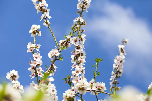 Bramches of almond tree with white flowers