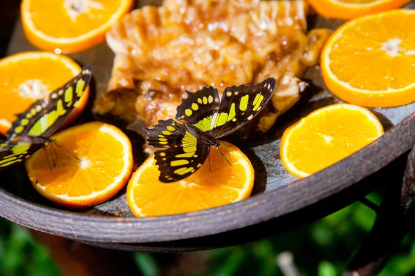 Black-and-yellow butterfly feeding on oranges
