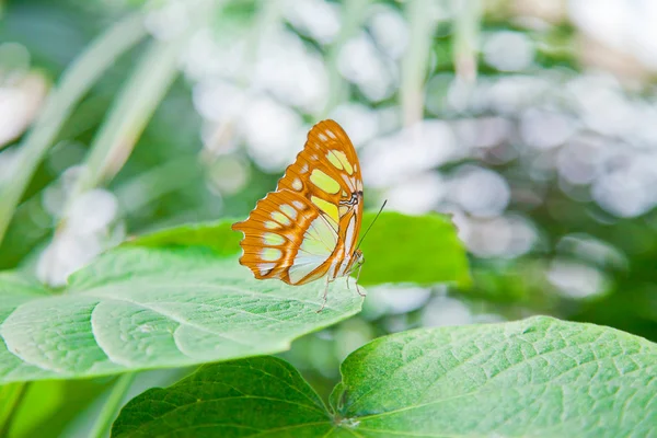 The Malachite Butterfly on leaf