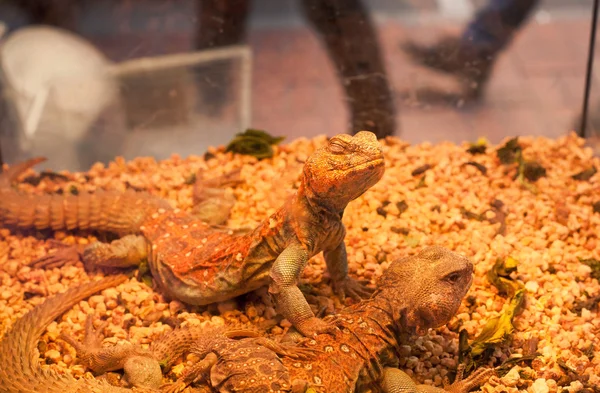 Red color reptiles in a box of pet shop