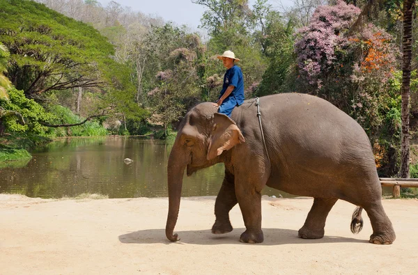 Young elephant and mahout going to tropical lake at Thai Elephant Conservation Center