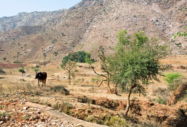 Cows graze in mountains near the road to the indian village