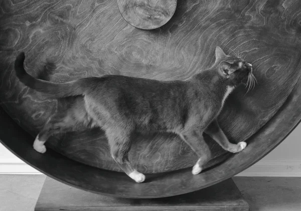 Smoky cat running on exercise wheel. Black and white.