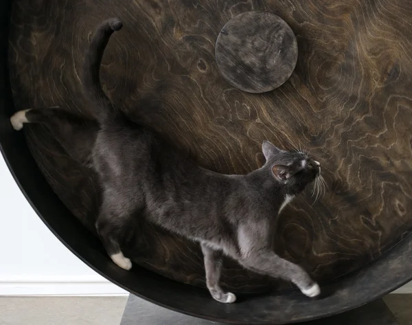 Smoky cat running on exercise wheel.