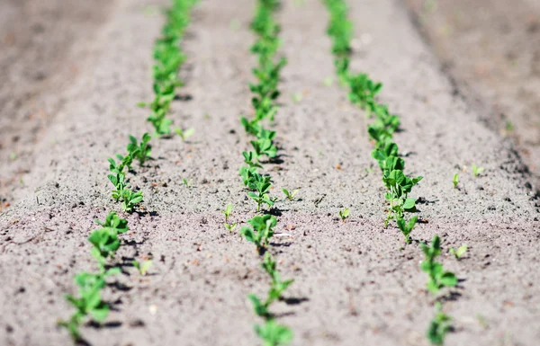 Many seedlings of cabbage in the field.