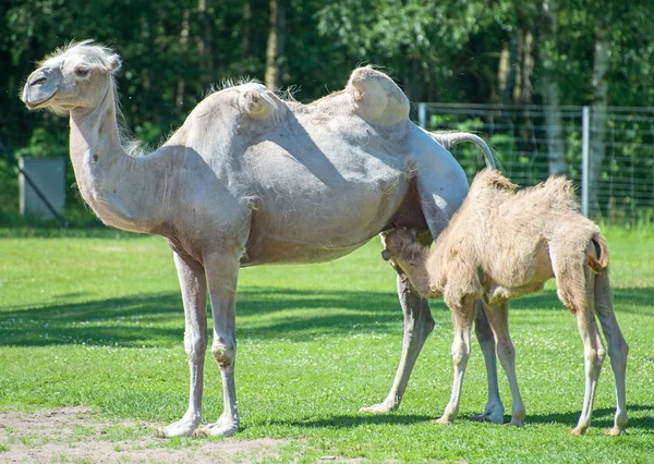 Two camels in national park.
