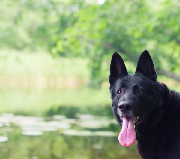 Black german shepherd outdoors. Space for text.