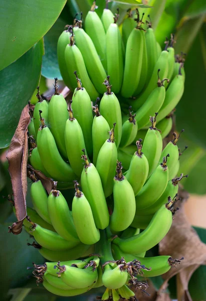 Unripe Banana bunch on banana tree.