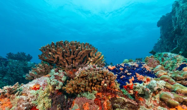 Underwater coral reef background