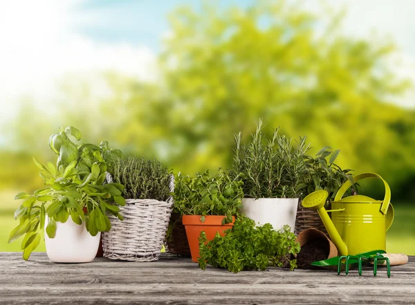 Fresh herbs in pots