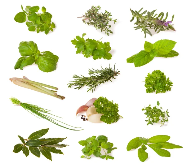 Various fresh herbs on white