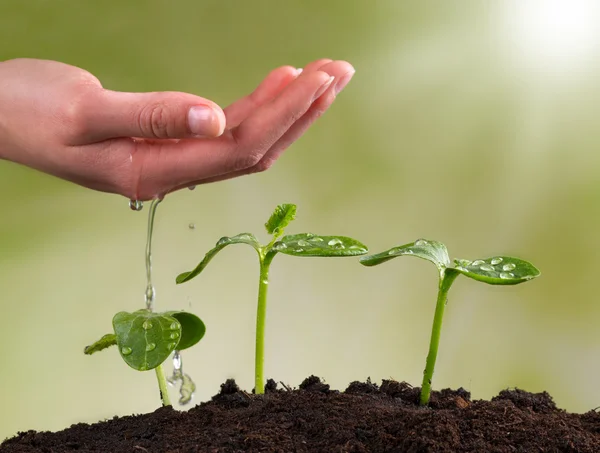 Woman hand watering young plants