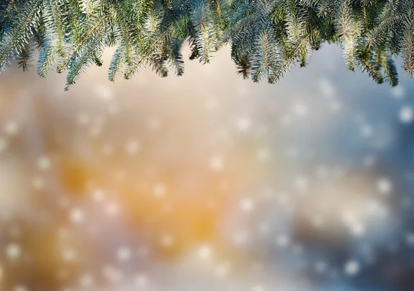 Abstract background with fir branches