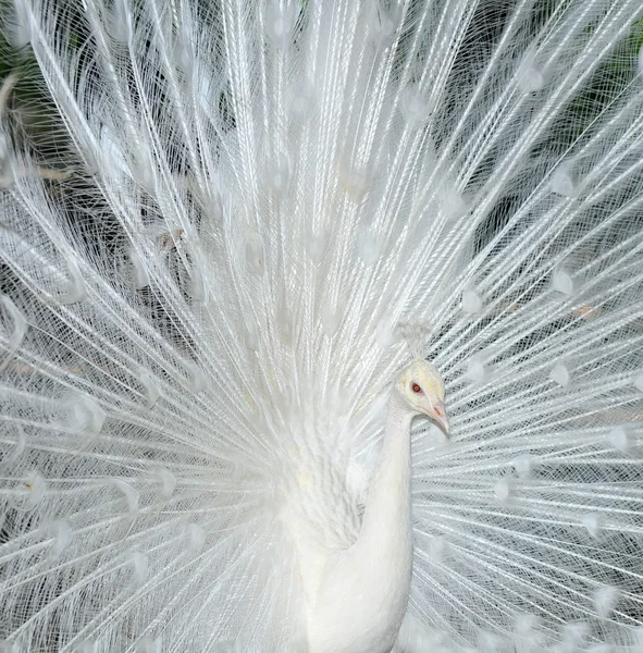 White peacock