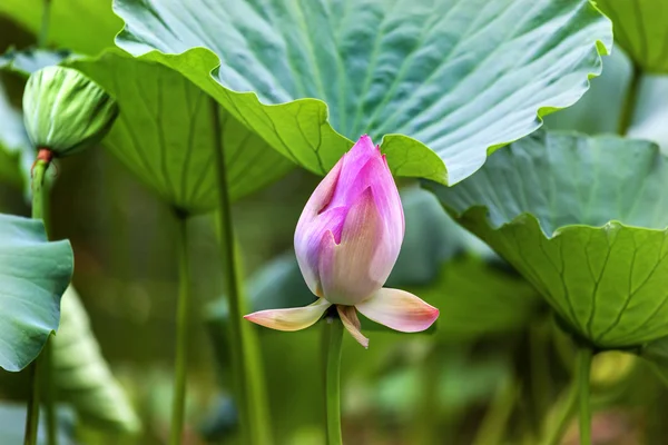 Pink Lotus Bud Close Up Beijing China
