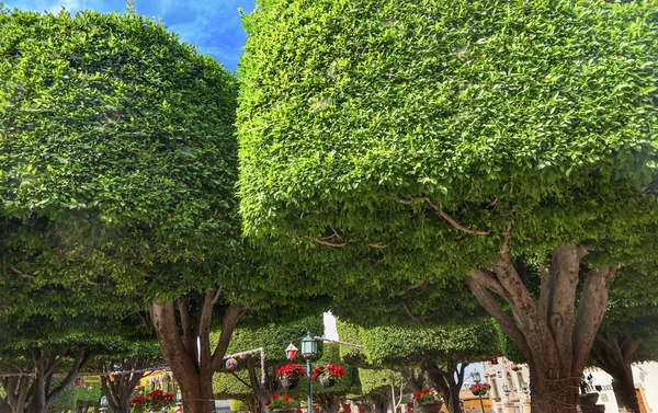 Jardin Trees Town Square San Miguel de Allende Mexico