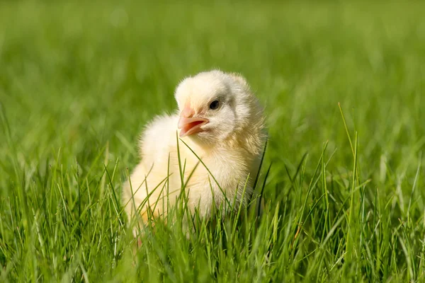 Newly-hatched chick on a green grass