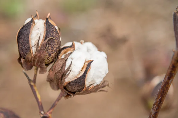 Cotton Plant Close-up