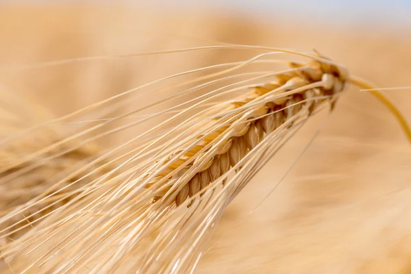 Cereal Plants, Barley, with different focus