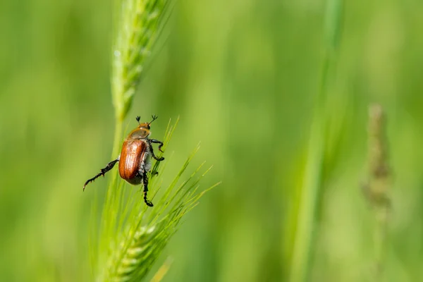 Close up of fresh green blade of grass and a beetle on it - selective focus, copy space