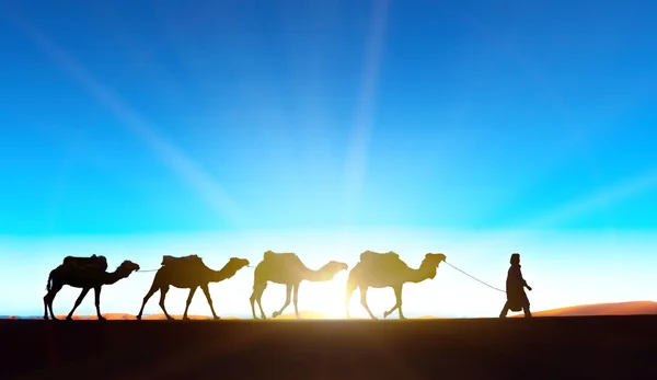 Camel caravan on the Sahara