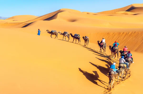 Camel caravan going through the sand dunes in the Sahara Desert