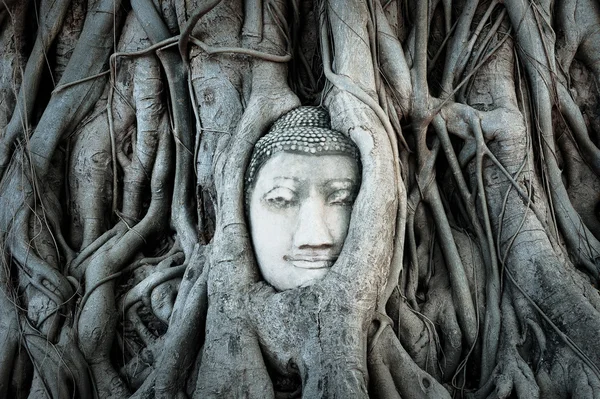 Buddha head covered by roots of a tree in Ayutthaya.