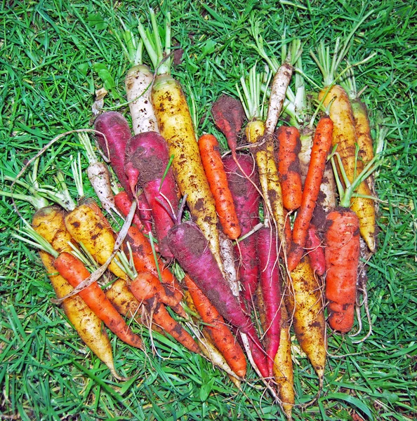 Freshly Harvested Colorful Rainbow Carrots