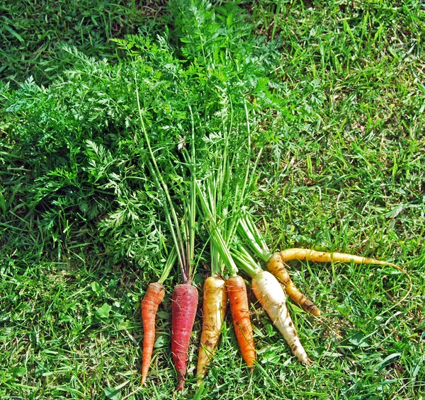 Colorful Rainbow Carrots on Grass IV