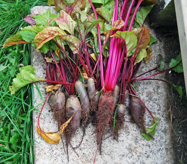 Freshly Harvested Baby Cylinder Beet Roots with Leaves
