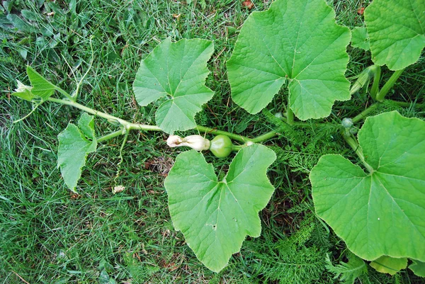 Baby Squash Growing on Squash Plant in Garden