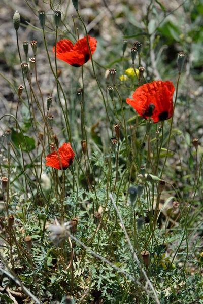 Red poppy seed flowers in grass