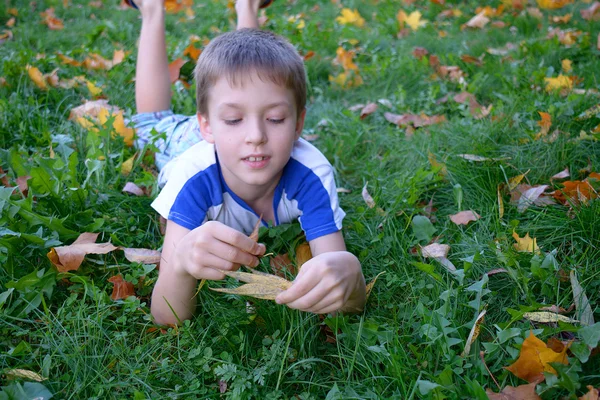 Child looking at the maple leaves