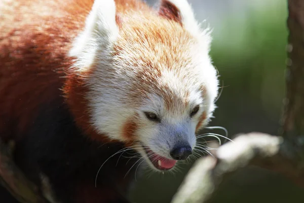 Cute Red Panda