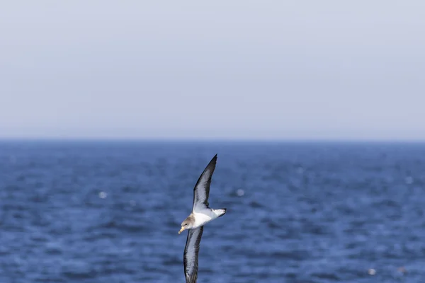 Bird flying over the ocean