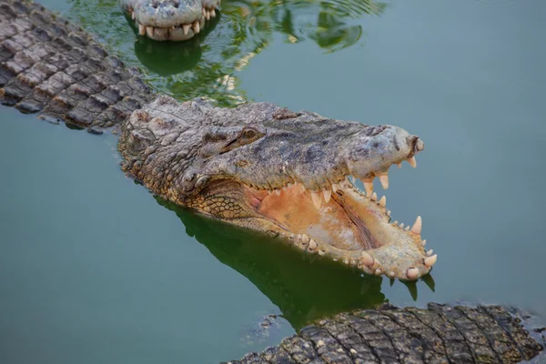 Crocodile with open mouth resting