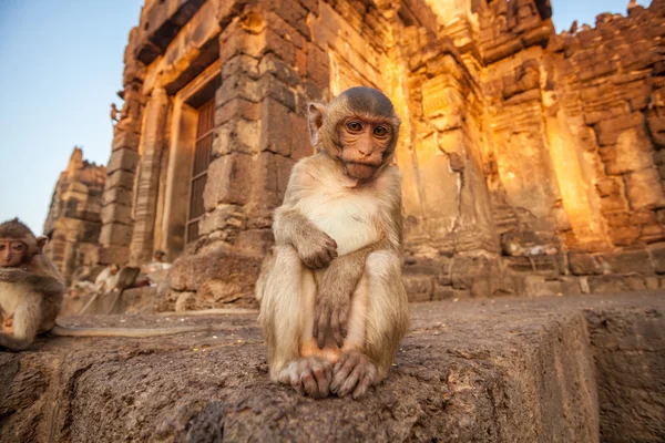 Baby monkeys in Thai Temple