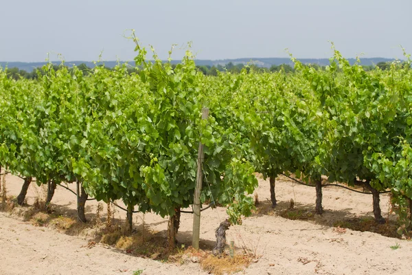 Vineyard in spring in Portugal