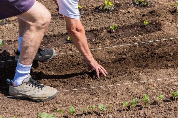 Elderly man planting vegetable garden