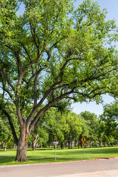 College Campus view