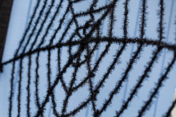 Black spider web