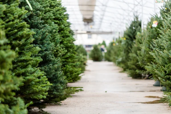 best 28 normandy farms christmas trees tree direct 28 best 28 normandy farms christmas trees tree direct 28