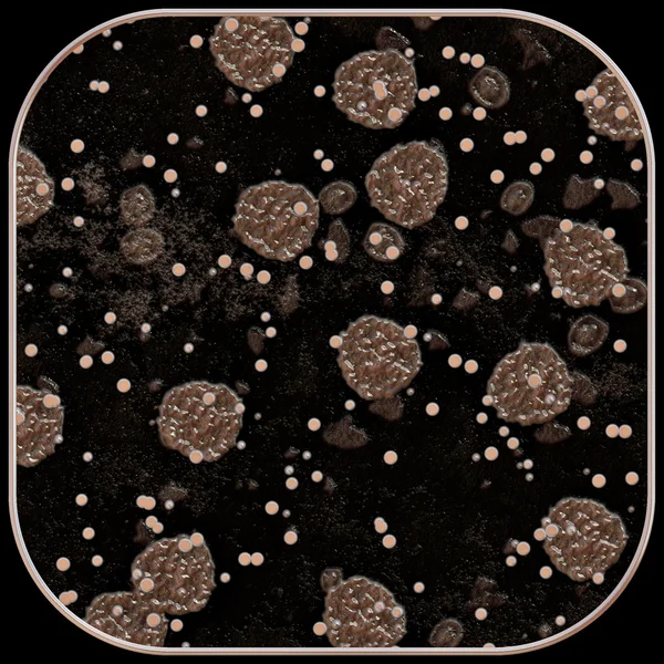 Lichen and fungi under microscope