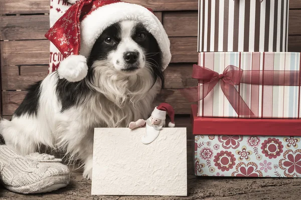 Pets  Christmas greeting postcard
