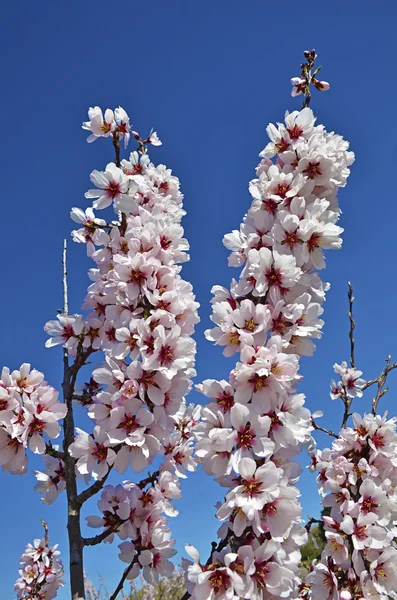 Branch of a flowering almond tree