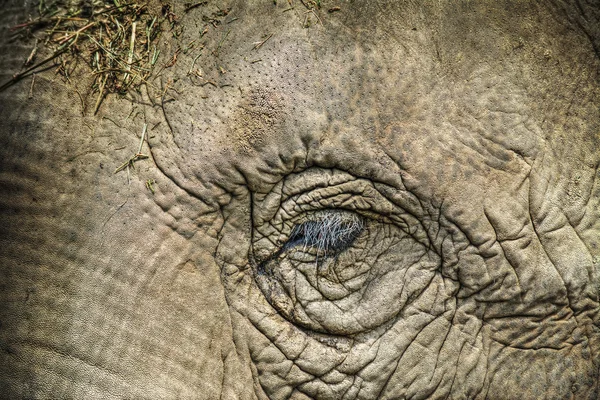 Elephant eye in hdr