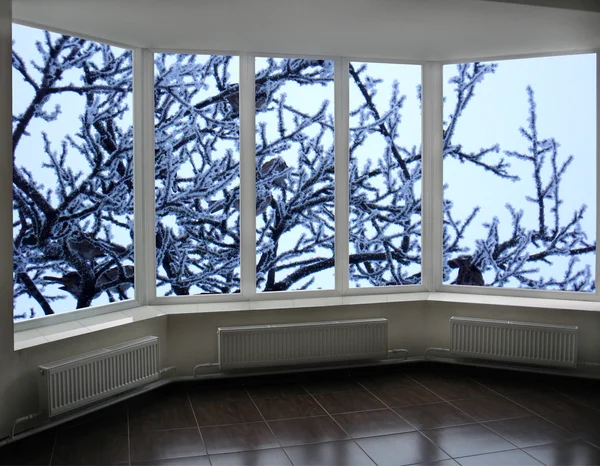 Sparrows on the tree with hoarfrost behind the window