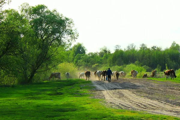 Cows comes back from pasture with herder
