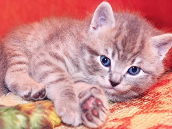 Little kitty of Scottish Straight breed