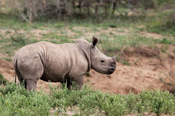 A cute baby rhino in the wild